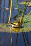 Groene kikker (Rana esculenta), Loofles